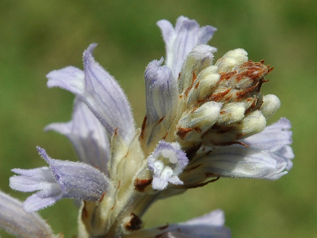 Phelipanche (Orobanche) purpurea / Succiamele azzurro